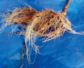 FRUTTICOLTURA impedisce alle piante di riprendere la normale attività vegetativa poiché, per germogliare, utilizzano le riserve accumulate nei vari tessuti (tronco, branche e radici principali) nella
