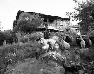 Hulumtime etnolinguistike në veprimtarinë blegtorale të Malësisë së Tetovës 23 Thatë, i detyronte barinjtë të ndërtojnë gropa akumulimi për ujë nga shiu, ku do të pinin dhentë, apo edhe do të