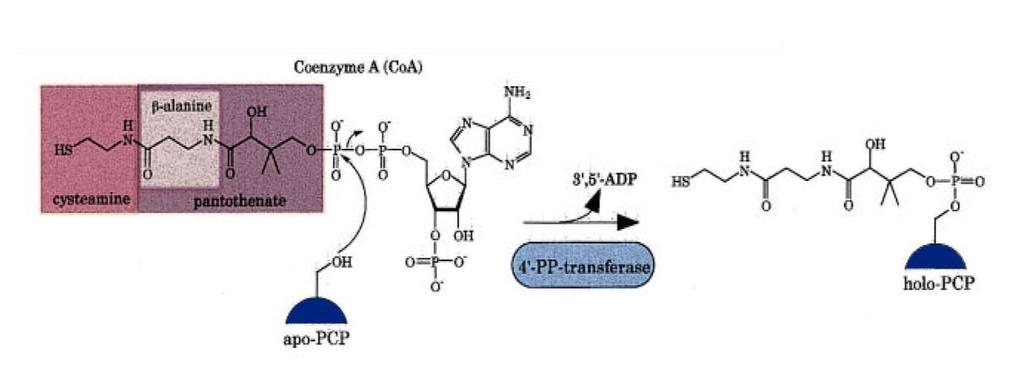 Il dominio di tiolazione deve essere attivato dalle fosfopanteteiniltrasferasi che utilizzano il