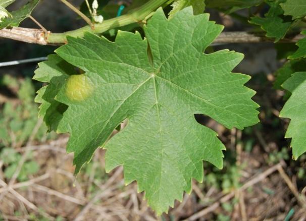 DIFESA FITOSANITARIA Peronospora Le attuali condizioni climatiche non sono favorevoli allo sviluppo di infezioni. Fig. 3 Macchia d'olio Fig.