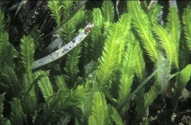 Caulerpa