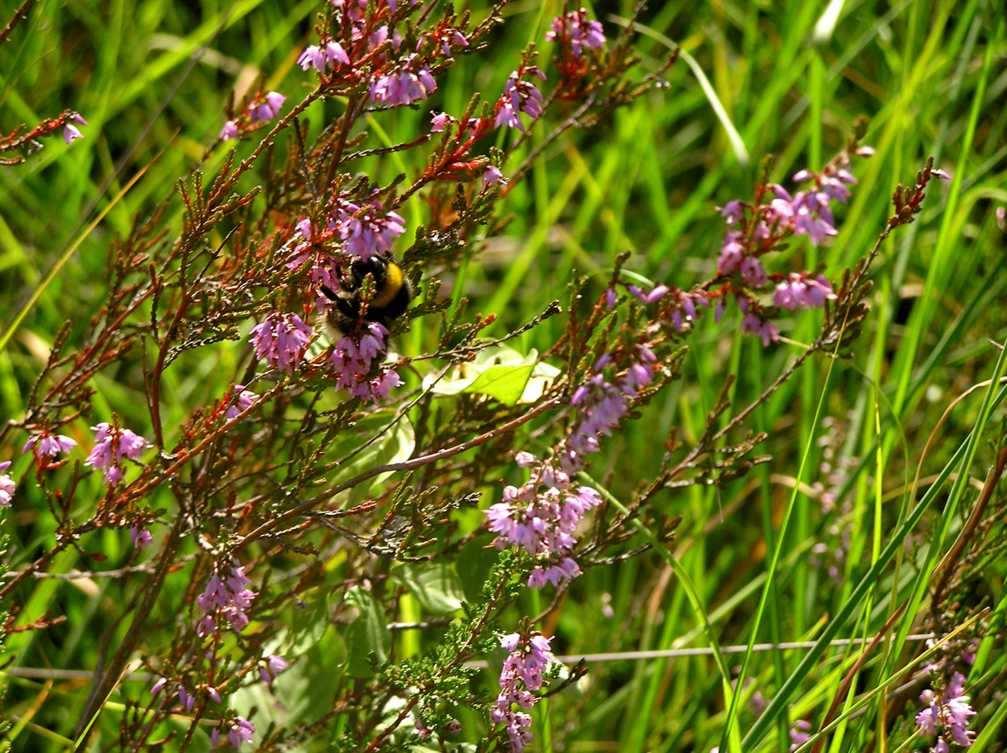 Per fare un fiore ci vuole un ramo.