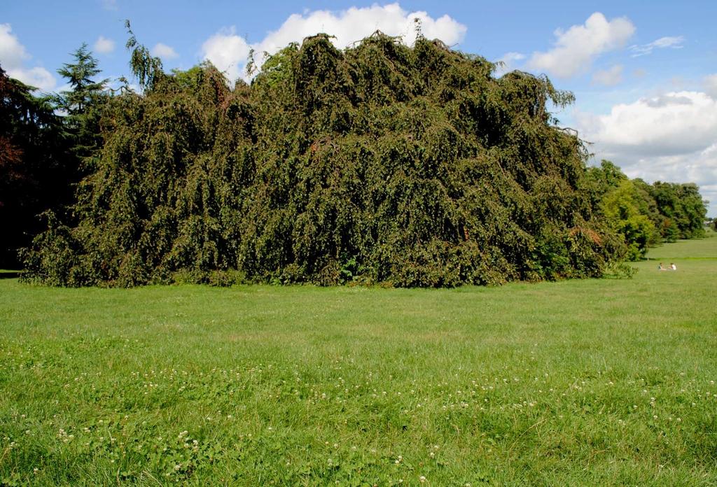 Per fare il ramo, ci vuole l albero. La Brianza ha una solida tradizione d impresa come un albero antico, Fare ecologia significa fare economia Per fare il ramo, ci vuole l albero.