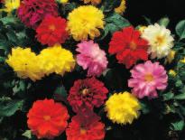 Sorte mit gefüllten Blüten für Tray und 10 12 cm Topf 00 10 01 FIONA MIX CENTURY