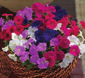 medium size flower For pack, 8-10 cm pot and small baskets Sehr kompakt und