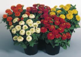 MIX Fiore grande, per pack e vaso 10 Big flower, for pack and 10 cm pot
