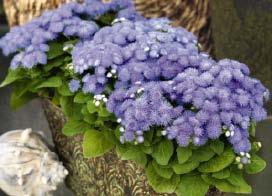 118 gruppo PADANA Ageratum - Alyssum Ageratum houstonianum BLUE MAGIC Compatto, colore blu intenso Pack e vaso 8-10 Compact, deep blue Pack and