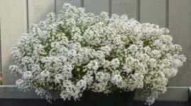 8-10 Compact, resistant and non-stop flowering.
