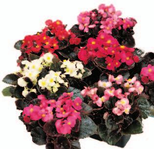 vaso 8-10 Compact and early Growing in pack and 8-10 cm pot Kompakt
