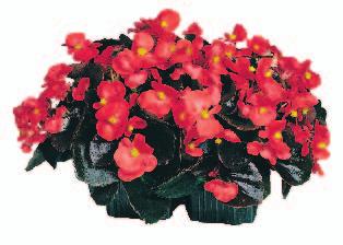 Begonia semperflorens gruppo PADANA 121
