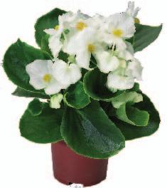 122 gruppo PADANA Begonia semperflorens - callistephus chinensis VITTORIA