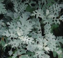 calceolaria RUGOSA cineraria