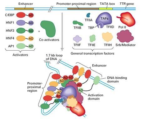 La regolazione dell espressione genica Fattori di trascrizione specifici comprendono dei