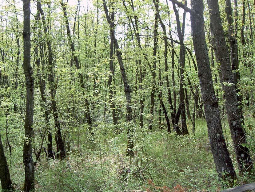 INDIRIZZI GESTIONALI Posizione nel ciclo dinamico e tendenze evolutive Si tratta di boschi in genere stabili con ricco sottobosco arbustivo ed erbaceo su suoli sovente argillosi la cui effettiva