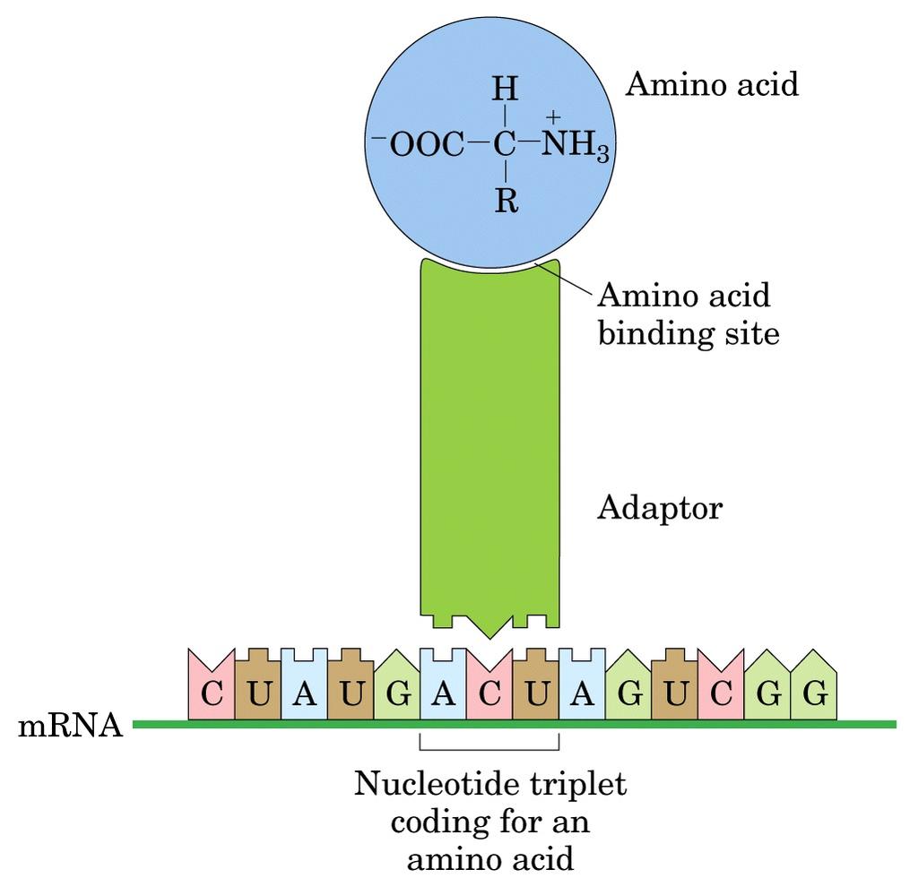 Amminoacido Sito di legame dell amminoacido Adattatore