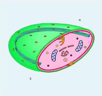 rilascia Ca2+, secerne il contenuto dei granuli a.