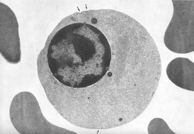 I precursori: l eritroblasto Micropinocitosi