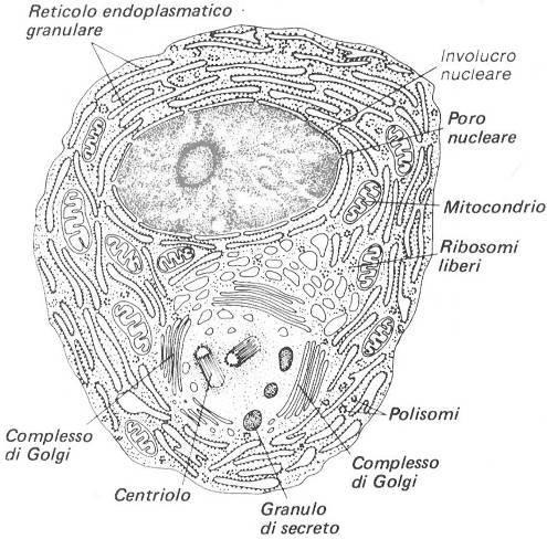 plasmacellula ISTOLOGIA UNIPG Plasmacellula della tonaca sottomucosa dell intestino tenue di ratto.