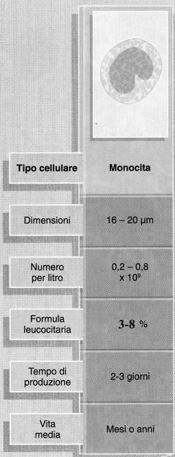 a forma di