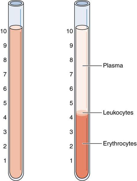 Il rapporto tra gli elementi cellulari ed il