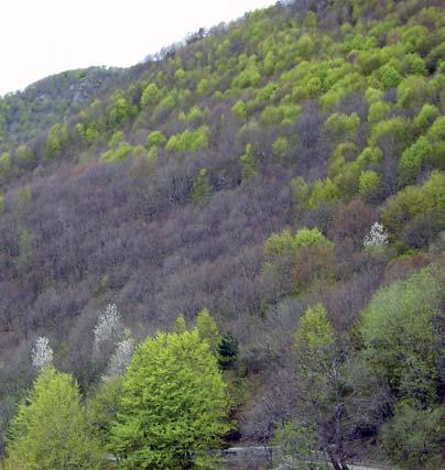 Variabilità Codice Nome FA20A var. con abete bianco FA20B var.