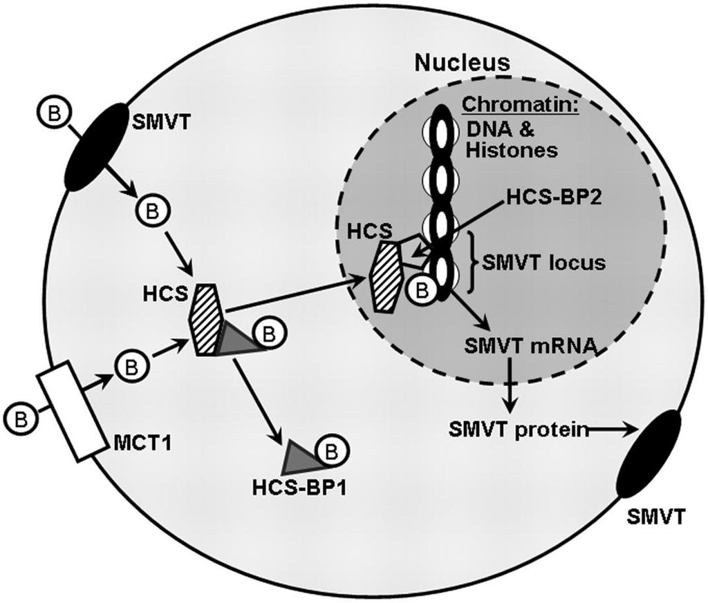 Nuova funzione per la biotina: la Biotinilazione degli istoni Regolazione dell espressione genica Alti livelli di biotina e olocarbossilasi sintetasi (HCS) sono presenti nel nucleo Istoni sono stati