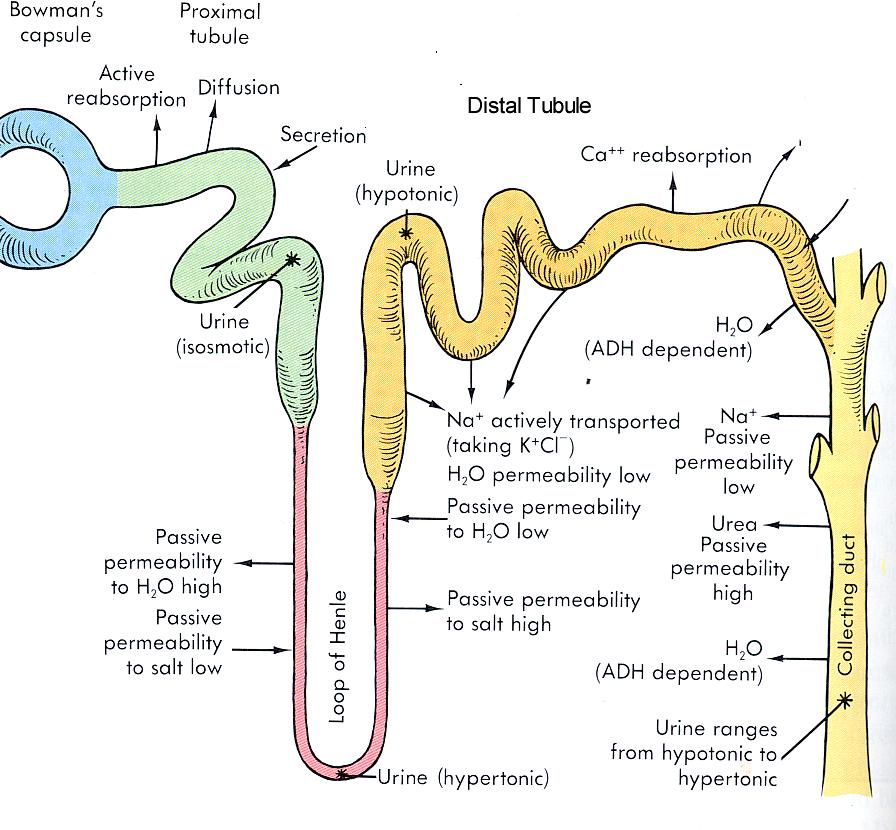 major sites of solute and