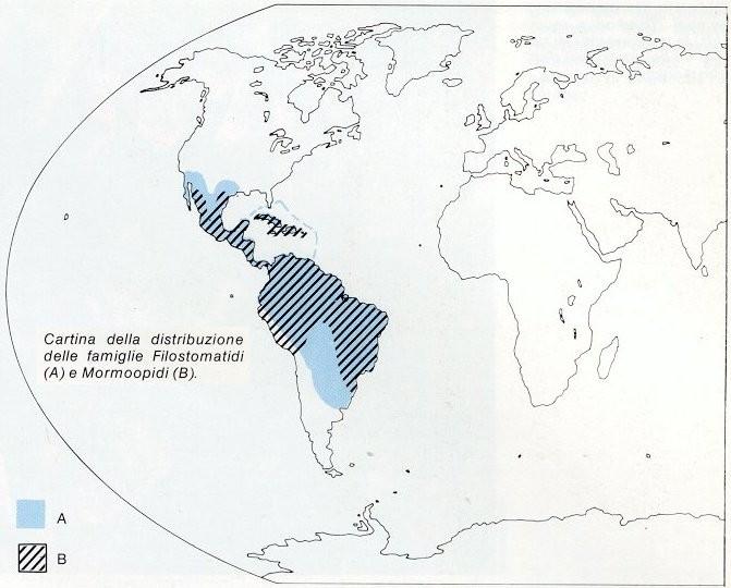 CHIROTTERI Sei famiglie endemiche del Nuovo mondo (Mormoopidae con 8 specie, Noctilionidae con 2 specie,