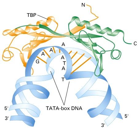 The conserved C-terminal domain of TBP binds to TATA-box DNA TBP is a subunit of