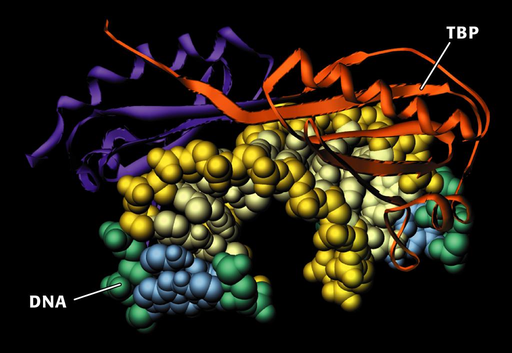 Pierce, GENETICA, Zanichelli