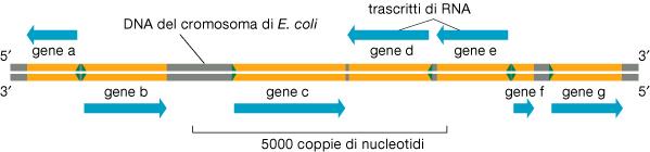 Non tutte le sequenze hanno le caratteristiche per essere riconosciute dal fattore sigma, la serie delle caratteristiche che una sequenza deve avere per essere riconosciuta è definita consenso.