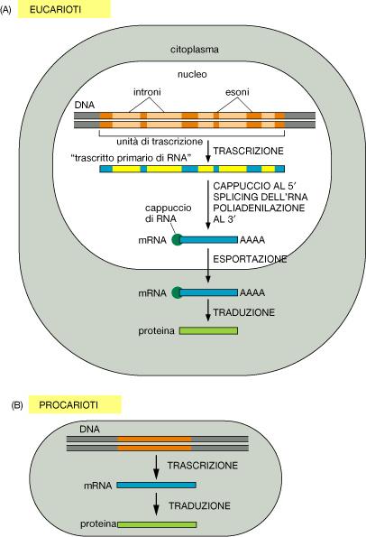 Negli eucarioti la trascrizione rappresenta solamente un primo passaggio nella trasmissione dell informazione dal DNA alle proteine.