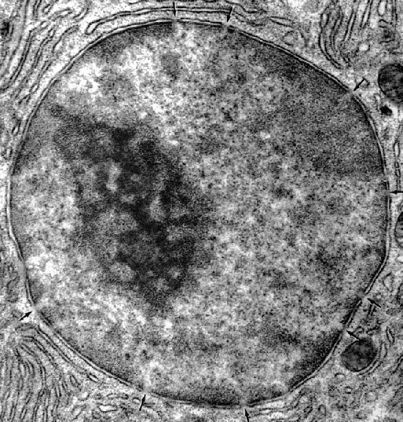 Il nucleolo è la più grande fabbrica di ribosomi della cellula.