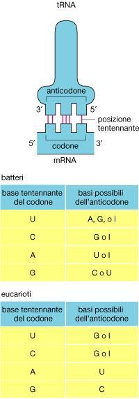 Poiché il codice genetico è ridondante, ossia codoni diversi possono specificare per lo stesso amminoacido, bisogna che ci sia più di un trna per molti amminoacidi o che alcuni trna possano appaiarsi