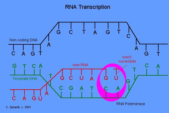 Trascrizione The biosynthesis of RNA, called transcription, proceeds in much the same fashion as the replication of DNA and also follows the base pairing principle.