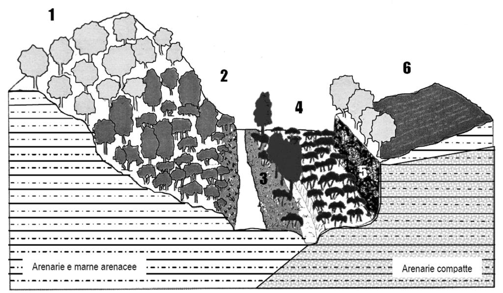 43 Fig. 4 Rappresentazione grafica delle Serie di vegetazione osservate nel tratto di testata del vallone che ospita il complesso abaziale ed il Bosco dei Monaci Bianchi.