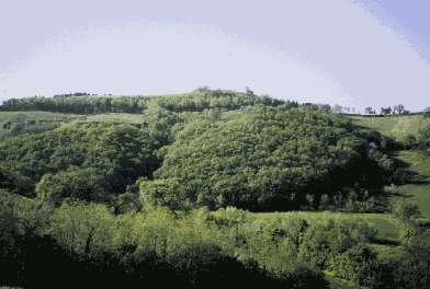 S.Francesco in Rovereto Monaci Bianchi (Cupramontana) Pitino Collina la Cupa Selva S.Nicola MonteGallo (Offagna) S.