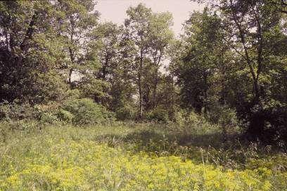 EVOLUZIONE SPONTANEA DEL BOSCO NEGLI ULTIMI 16 ANNI Ultimi interventi selvicolturali (1982) Il bosco mostra una tendenza