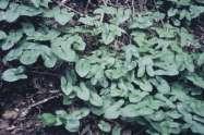 pendula, Arisarum proboscideum,