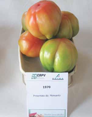Per questa tipologia il test di riferimento è stato l ibrido Sir Elyan, varietà per raccolte a grappolo o a frutto singolo, che ha associato a un elevato potenziale produttivo (oltre 12 kg/m 2 )