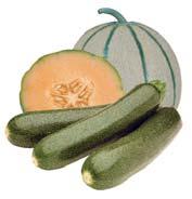 Difesa di melone e zucchino Pseudoperonospora cubensis, agente responsabile della peronospora delle cucurbitacee, è un patogeno estremamente aggressivo, specialmente nei trapianti tardivi quando l