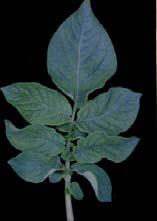 L effetto di diluizione che si verifica durante la crescita non ne riduce in alcun modo l efficacia: grazie all elevata attività specifica di Mandipropamid le foglie trattate prima del loro completo