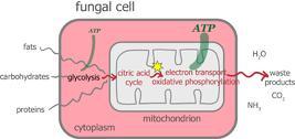 Fontelis : meccanismo d azione Penthiopyrad inibisce due importanti processi respiratori: il ciclo dell acido citrico e il