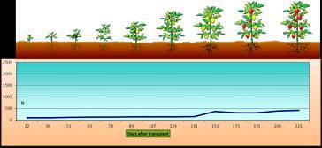 DuPont TM Vydate 10L Esempio applicativo: Vydate 10L sul pomodoro da mensa Solarizzazione Vydate 20l/ha Vydate 10l/ha Vydate 10l/ha