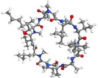 Molti episodi di rigetto d organo insorgono nel giro di una decina di giorni dal trapianto; con il passare del tempo le probabilità di sviluppare altri episodi si riduce, anche se, come