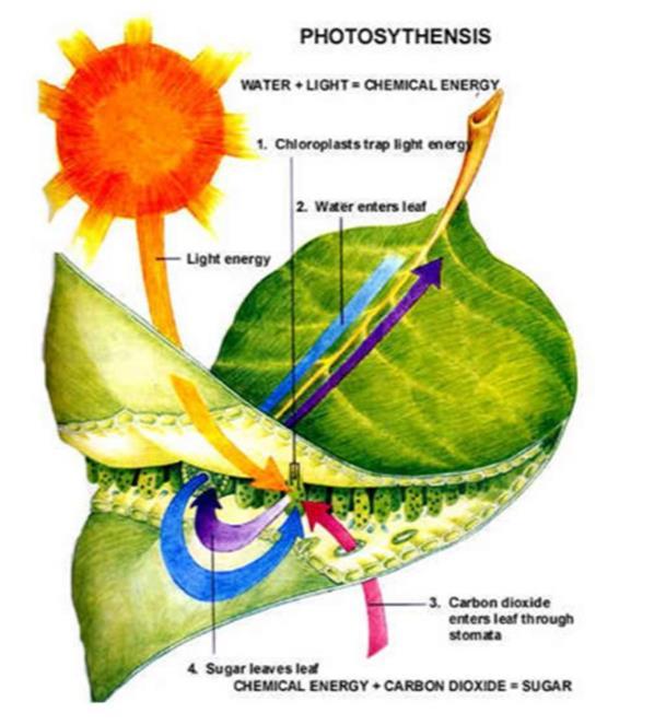 Le piante necessitano, per il mantenimento ottimale del processo di fotosintesi, di lunghezze d onda nell intervallo del visibile (400-700 nm), con picchi di assorbimento nel bluvioletto (400-490 nm)