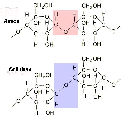 AMIDO: è il polisaccaride presente nelle piante con funzione di riserva energetica, costituito da due diverse forme: amilosio e amilopectina.