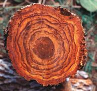 continua Fig. 3 - Sezione trasversale di tronco con evidente imbrunimento e irregolarità delle cerchia annuali di accrescimento.