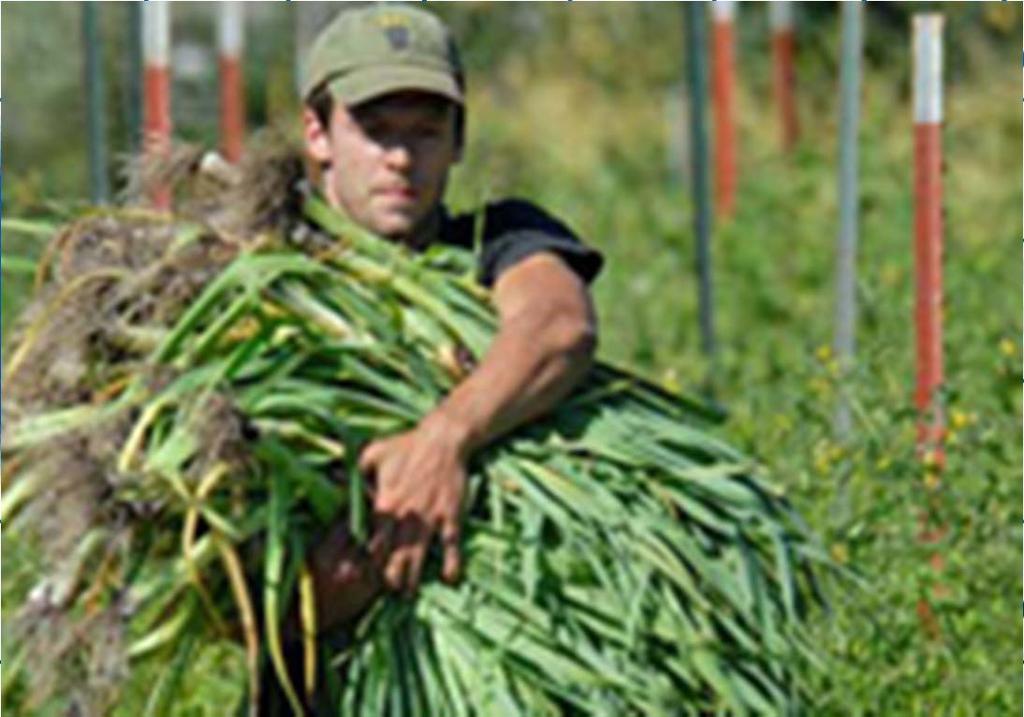 Imprenditori agricoli La vendita diretta dei prodotti agricoli in forma itinerante e soggetta a comunicazione al comune del