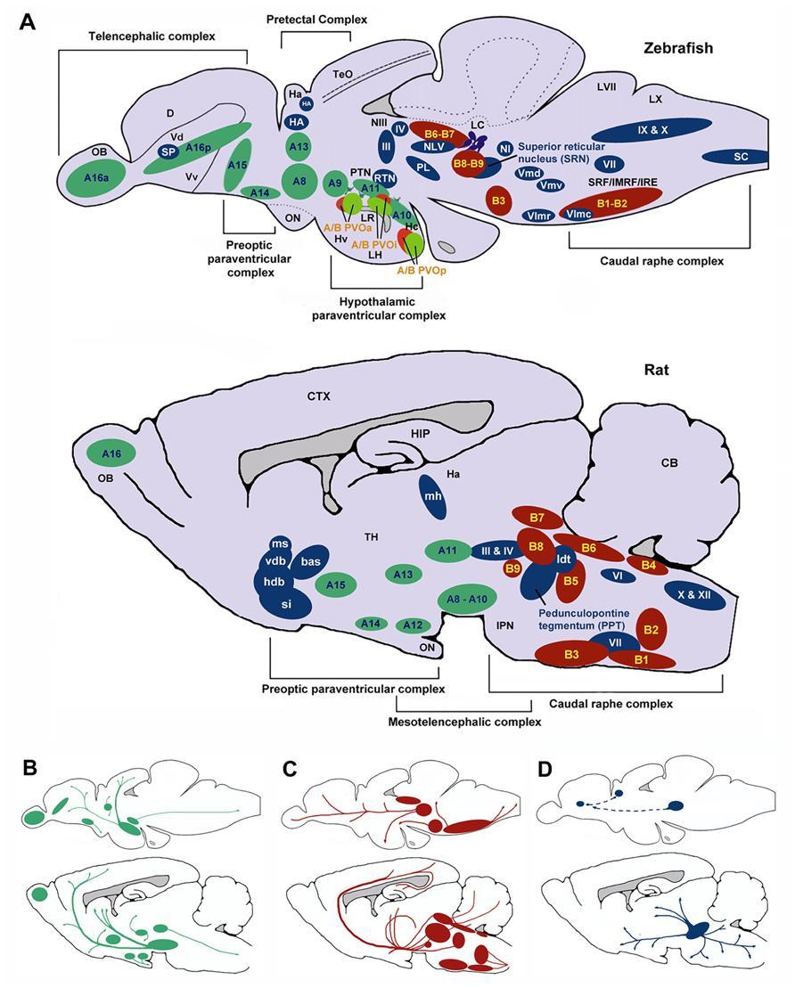 Introduzione Fig. G: Visione sagittale del cervello di Zebrafish (A) e di ratto (B).